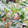 花芽分化の条件