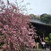 雨の散歩は鎌倉・妙本寺で桃の花を愛でる