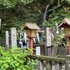 野草園の魅力とフタリシズカの美しさ