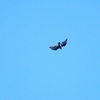 ヒメコンドル Turkey Vulture
