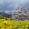 秦野　蓑毛の薄墨桜