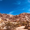 Joshua Tree National Park🏕