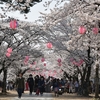 桜・豊川市　　　2018_03_26