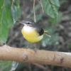 キセキレイのオスとメスの見分け方　野鳥の雌雄差と夏羽と冬羽