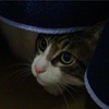 4ヶ月