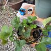 よつぼしイチゴ ｜夫の帰宅 ｜かかと落しの体操