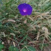 咲き誇る紫の花
