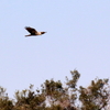 葛西臨海公園上空を飛ぶチュウヒ