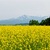 山本山高原の菜の花が満開！遠くの白い山と写真を撮ってきたよ