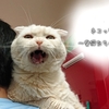 愛猫たち、梅雨の日にシャロンを思い出す。