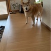 うばいかえしたよっ