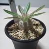 購入して１年経った、P.densiflorumとP.cactipesの成長を見てみる