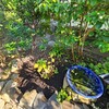 ホスタが枯れた原因は日当たりと水不足と肥料不足が重なったことでは？