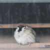 雨の日も…野鳥たちの雨宿り【あまや鳥】