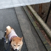 雨散歩、だよ