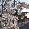 桜咲く平野神社