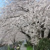 横浜の桜の開花状況！穴場の桜スポットに出没！(桜木町・戸部エリアのサクラ）