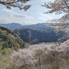 虎山千本桜再訪