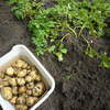 ジャガイモの試し掘り　子芋が多いキタアカリ　