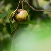 秋分の三辻山遊山　椿の実