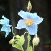 六甲の高山植物園・・