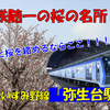 《駅探訪》【相鉄】桜の名所としても知られる谷間の駅、いずみ野線弥生台駅