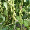 枝豆　抜いたままで　Green soybeans