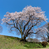 氏邦桜