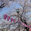 桜狩りー大岡川