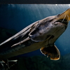 おたる水族館撮影記～魚類展示編～