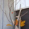 秋の枝アレンジ