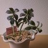 【気になる多肉植物】　スカーレット・ニバリス・エレガンスブルー・トリネンシス