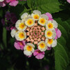 (429) Lantana camara