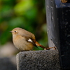 松山城山公園にて、ジョウビタキに出会う