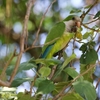 オキナインコ(Monk Parakeet)