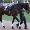 2013 ジャパンカップダート