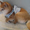 ４月の写真から②、だよ