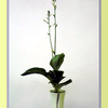 擬宝珠 / Plantain Lily