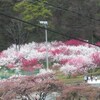 これから南信州は「花桃」の季節です。