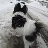 １２月２７日の犬