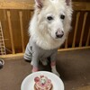 マシェリさんの12歳のお誕生日