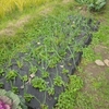 玉ねぎの除草と、初冬の野菜