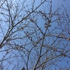 樹楽の桜