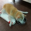 足の立たない老犬の食事用の台