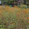 昭和記念公園、秋の今はコスモスがたくさん楽しめます