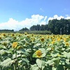 《宮崎小旅行》向日葵を求めて日帰り宮崎旅行