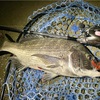 日中にクロダイは釣れないのか？？デイチニングの開拓