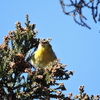 ジィちゃんと探鳥、ひので野鳥の森自然公園のマヒワ他/2021-02-04