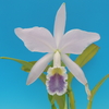 Cattleya  labiata f.coerulea`Kayo'  BM/JOGA