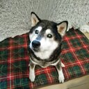 黒柴犬まろん17才